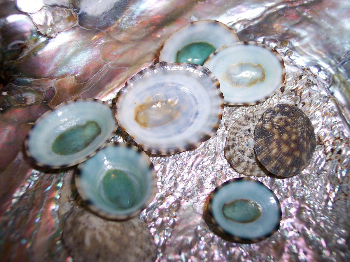 Green Blue Limpet Shells – Small Coastal Display Shells in Bulk