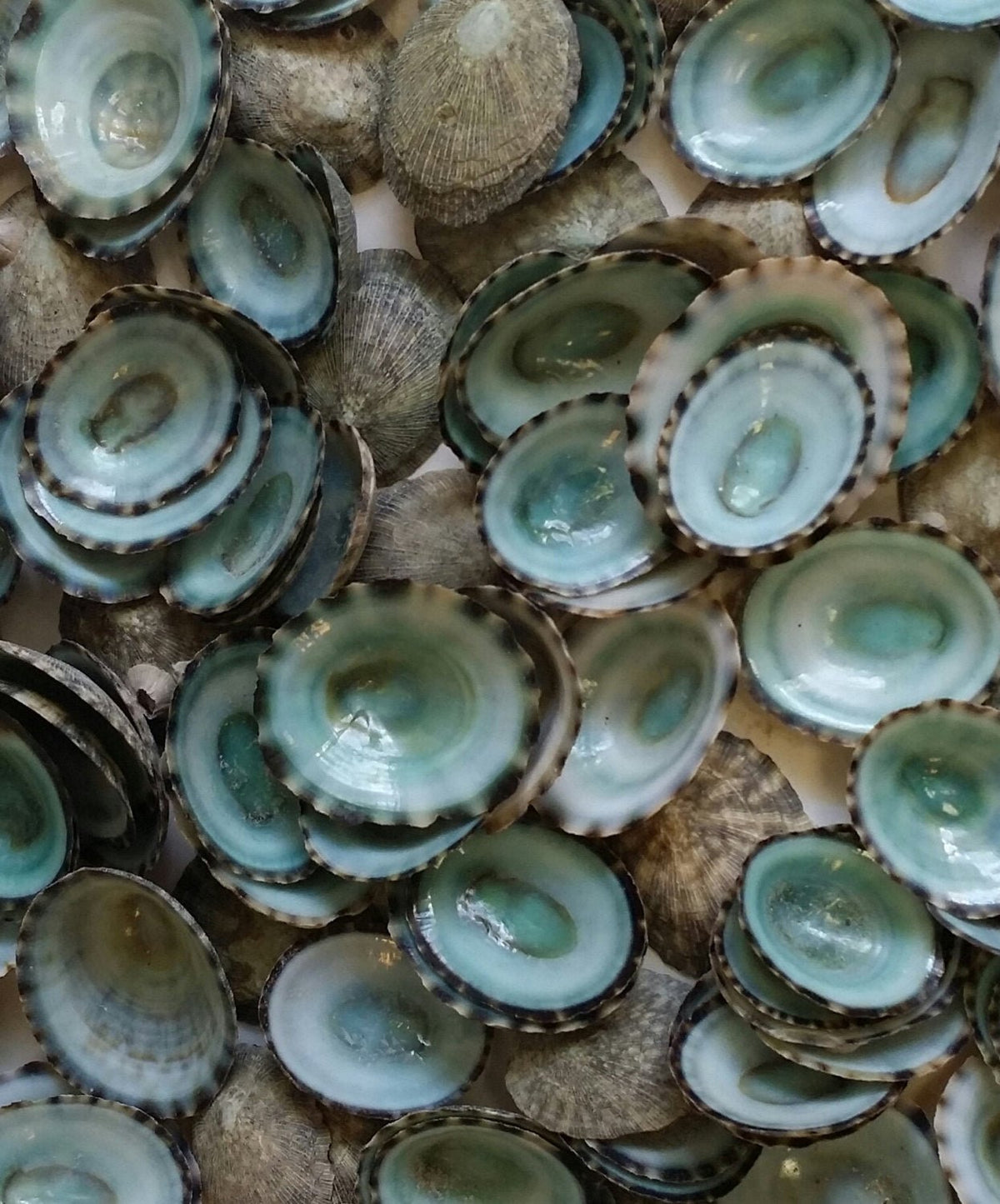 Green Blue Limpet Shells – Small Coastal Display Shells in Bulk
